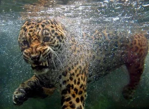 Exploring the Rare and Majestic Wild Cats of Vietnam's Forests - image 5