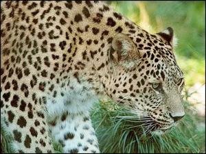 Exploring the Rare and Majestic Wild Cats of Vietnam's Forests - image 7