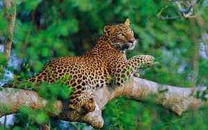Exploring the Rare and Majestic Wild Cats of Vietnam's Forests - image 4