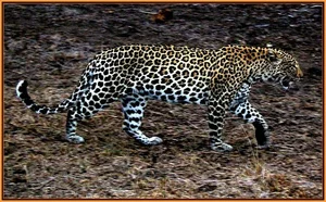 Exploring the Rare and Majestic Wild Cats of Vietnam's Forests - image 1