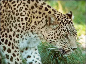 Exploring the Rare and Majestic Wild Cats of Vietnam's Forests - image 6