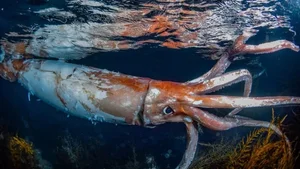 Mysterious Giant Sea Creature Washes Ashore, Experts Work to Identify Discovery - image 0