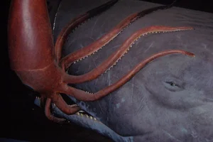 Mysterious Giant Sea Creature Washes Ashore, Experts Work to Identify Discovery - image 5