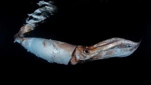 Mysterious Giant Sea Creature Washes Ashore, Experts Work to Identify Discovery - image 4