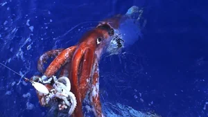 Mysterious Giant Sea Creature Washes Ashore, Experts Work to Identify Discovery - image 6