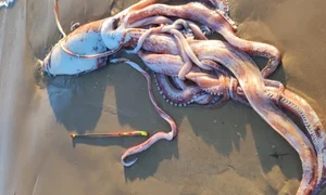 Mysterious Giant Sea Creature Washes Ashore, Experts Work to Identify Discovery - image 7
