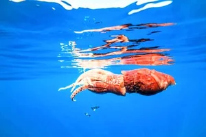 Mysterious Giant Sea Creature Washes Ashore, Experts Work to Identify Discovery - image 1