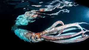 Mysterious Giant Sea Creature Washes Ashore, Experts Work to Identify Discovery - image 2