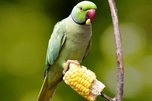 15 Incredible Proofs of Parrot Intelligence You Never Knew - image 14
