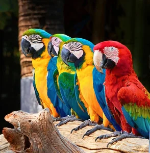 15 Incredible Proofs of Parrot Intelligence You Never Knew - image 12