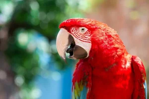 15 Incredible Proofs of Parrot Intelligence You Never Knew - image 10