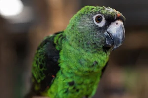 15 Incredible Proofs of Parrot Intelligence You Never Knew - image 3