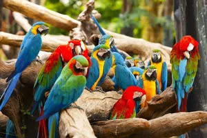 15 Incredible Proofs of Parrot Intelligence You Never Knew - image 9