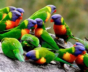 15 Incredible Proofs of Parrot Intelligence You Never Knew - image 2
