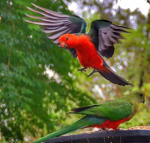 15 Incredible Proofs of Parrot Intelligence You Never Knew - image 1