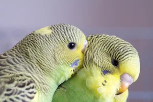 15 Incredible Proofs of Parrot Intelligence You Never Knew - image 13