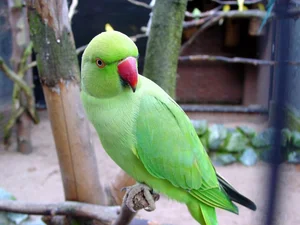 15 Incredible Proofs of Parrot Intelligence You Never Knew - image 8