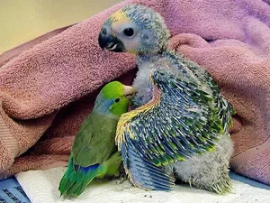 15 Incredible Proofs of Parrot Intelligence You Never Knew - image 11