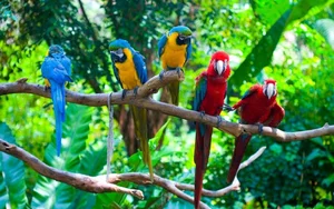 15 Incredible Proofs of Parrot Intelligence You Never Knew - image 6
