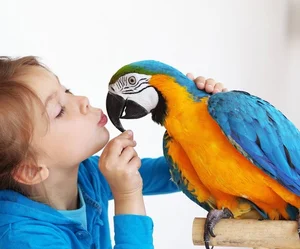 15 Incredible Proofs of Parrot Intelligence You Never Knew - image 7