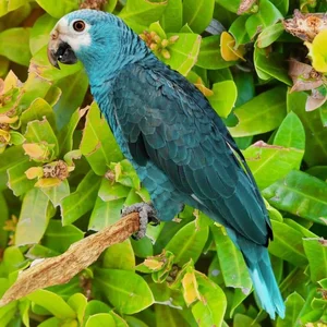 15 Incredible Proofs of Parrot Intelligence You Never Knew - image 5