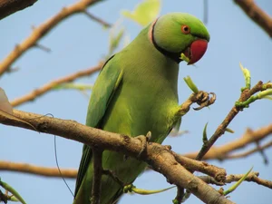 15 Incredible Proofs of Parrot Intelligence You Never Knew - image 4