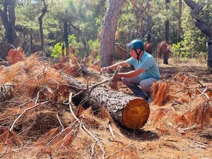 Dak Doa Pine Forest Destruction: Environmental Impact in Gia Lai - image 0
