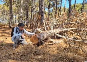Dak Doa Pine Forest Destruction: Environmental Impact in Gia Lai - image 2