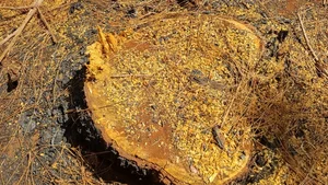 Dak Doa Pine Forest Destruction: Environmental Impact in Gia Lai - image 5