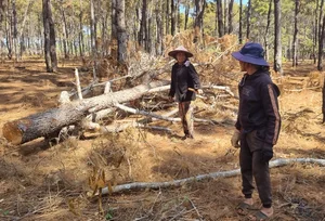 Dak Doa Pine Forest Destruction: Environmental Impact in Gia Lai - image 1