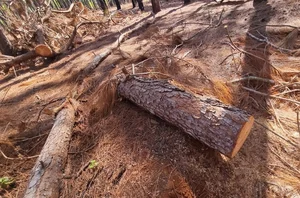 Dak Doa Pine Forest Destruction: Environmental Impact in Gia Lai - image 3