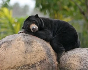Discovering the Sun Bear: The World's Smallest Bear in Vietnam - image 0
