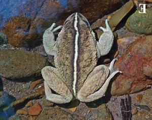 Lost for 130 Years: Mysterious Animal Species Miraculously Rediscovered - image 3