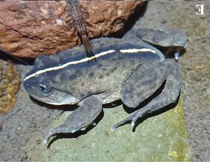 Lost for 130 Years: Mysterious Animal Species Miraculously Rediscovered - image 9