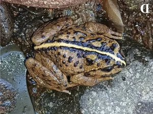 Lost for 130 Years: Mysterious Animal Species Miraculously Rediscovered - image 2