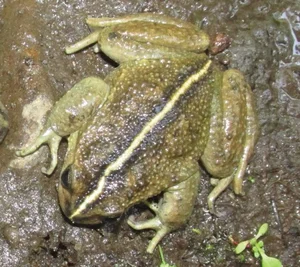 Lost for 130 Years: Mysterious Animal Species Miraculously Rediscovered - image 5