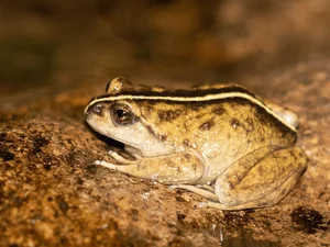 Lost for 130 Years: Mysterious Animal Species Miraculously Rediscovered - image 4