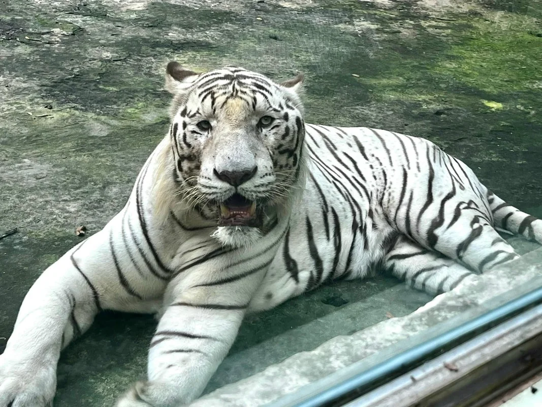 The Zoo 'Idols': Why These Animals Are Taking Over the Internet