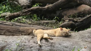 The Zoo 'Idols': Why These Animals Are Taking Over the Internet - image 1