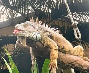 The Zoo 'Idols': Why These Animals Are Taking Over the Internet - image 2