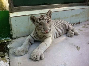 The Zoo 'Idols': Why These Animals Are Taking Over the Internet - image 6