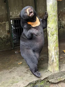 The Zoo 'Idols': Why These Animals Are Taking Over the Internet - image 5