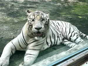 The Zoo 'Idols': Why These Animals Are Taking Over the Internet - image 0