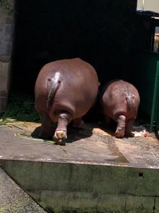 The Zoo 'Idols': Why These Animals Are Taking Over the Internet - image 4