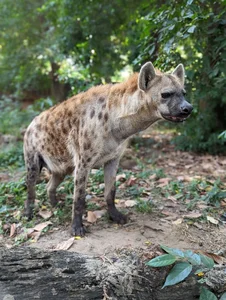The Zoo 'Idols': Why These Animals Are Taking Over the Internet - image 8