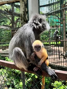 The Zoo 'Idols': Why These Animals Are Taking Over the Internet - image 7