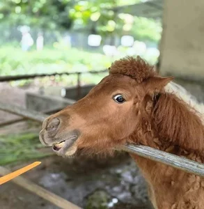 The Zoo 'Idols': Why These Animals Are Taking Over the Internet - image 3