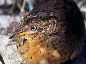 The Mystery of the Dragon's Roar: Investigating Strange Sounds in China's Remote Mountains - image 4