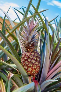 The World's Most Expensive Fruit: Why This Rare Pineapple Costs Over $400 - image 3