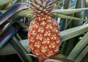 The World's Most Expensive Fruit: Why This Rare Pineapple Costs Over $400 - image 9